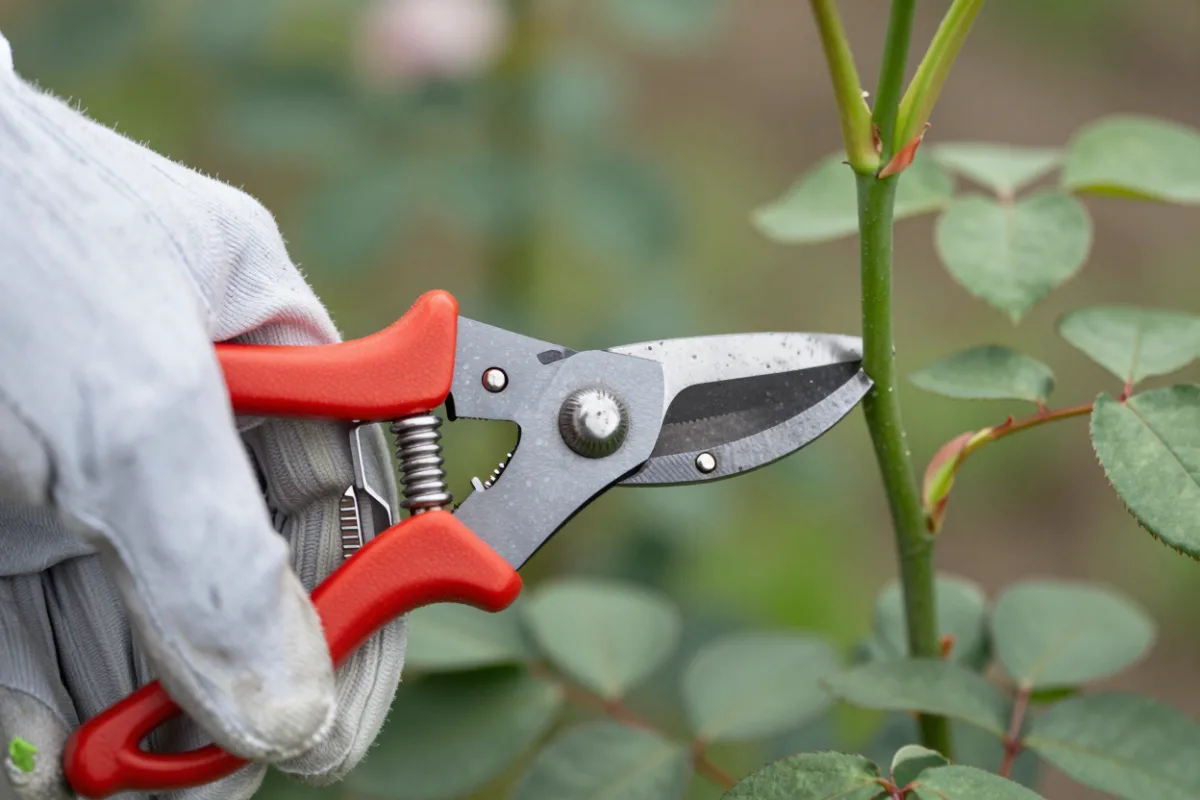 Bypass pruners about to make a clean cut on a rose stem