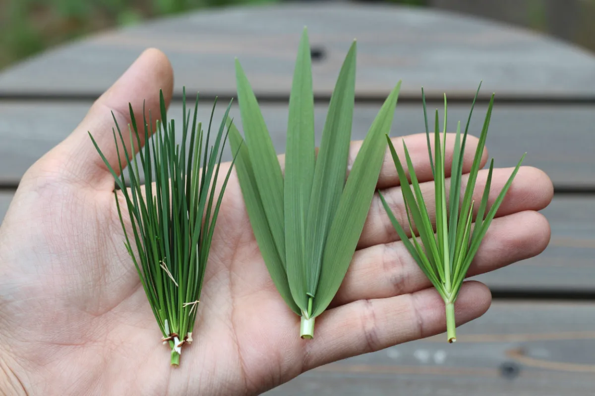Comparing different types of lawn grass blades by hand