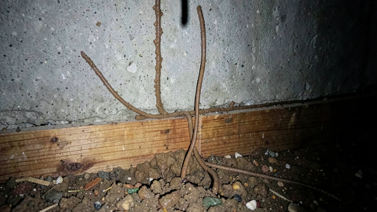 Termite mud tubes on a concrete foundation wall