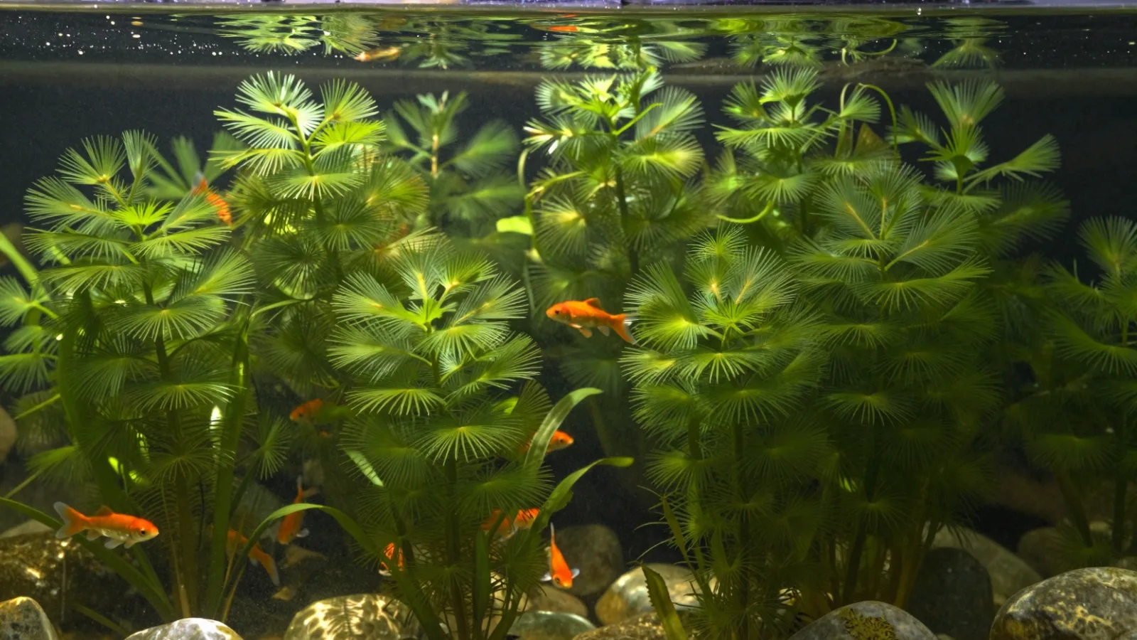 Goldfish swimming among submerged oxygenating plants