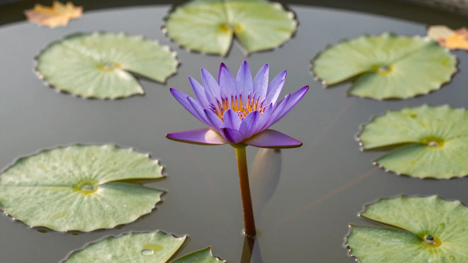 A purple tropical water lily held above the water in a garden pond